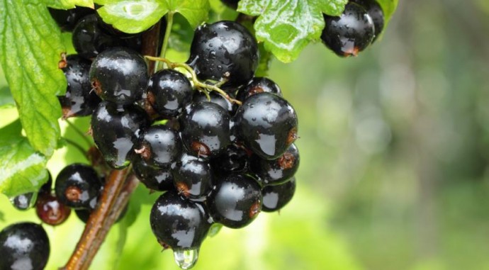 Unlock the Secret Benefits of Black Currant: A Comprehensive Guide to All You Need to Know!