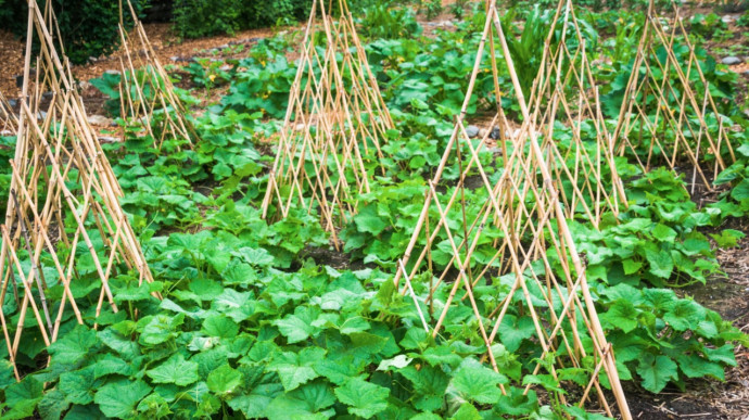 How To Construct A Trellis For Climbing Vegetables: Guide & Tips How To Construct A Trellis For Climbing Vegetables: Guide & Tips