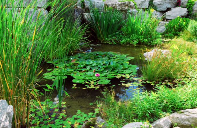 10 Tips for a Perfect Backyard Pond