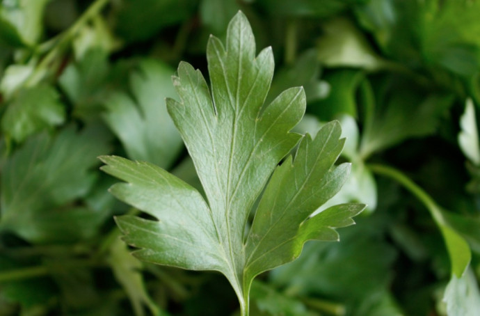 Companion Planting: Vegetables. Part 3 Companion Planting: Vegetables. Part 3