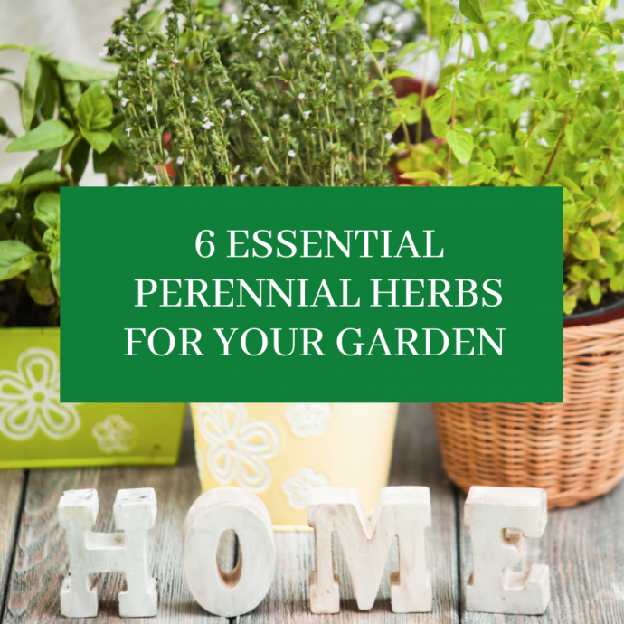 6 Essential Perennial Herbs for Your Garden