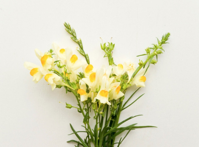 Top 10 Summer Bedding Plants Top 10 Summer Bedding Plants