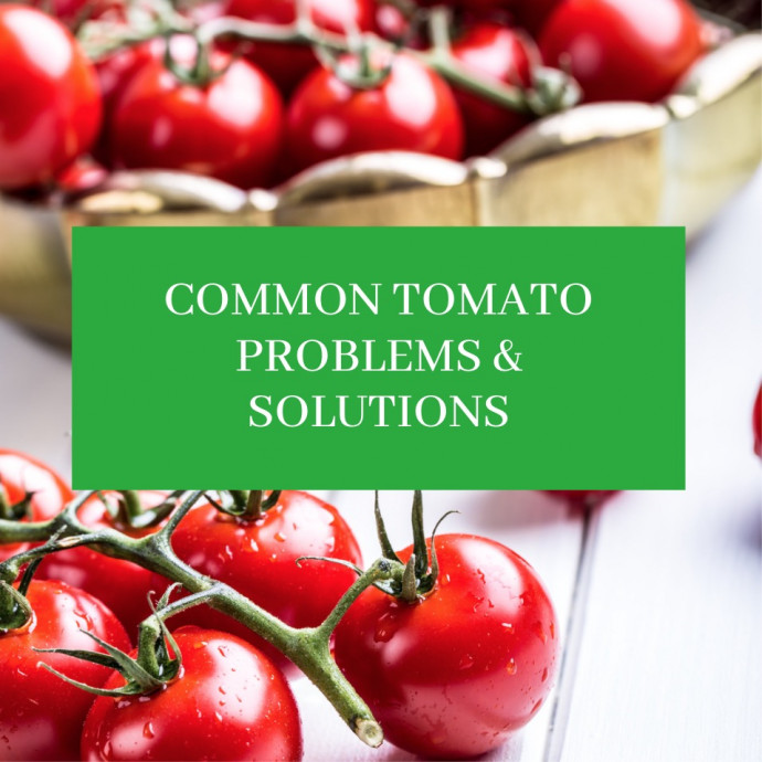 10 Common Tomato Problems & Solutions