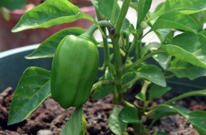 Companion Planting: Vegetables. Part 3 Companion Planting: Vegetables. Part 3