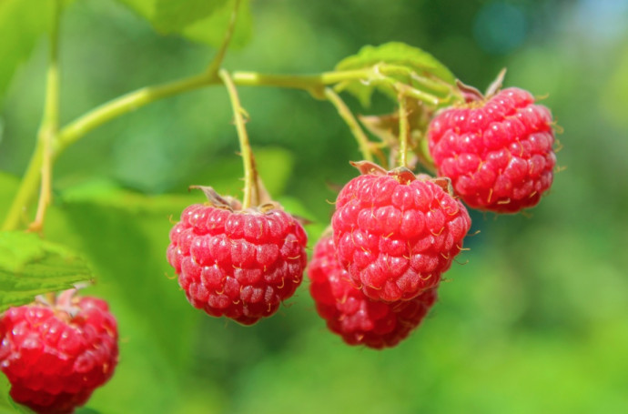 How to Grow Wild Raspberry Bushes Guide + Tips