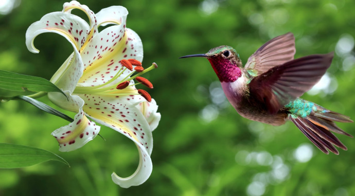 7 Tips to Attract Hummingbirds to Your Garden