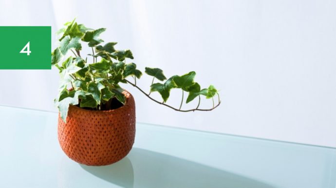 7 Best Houseplants for Your Kitchen 7 Best Houseplants for Your Kitchen