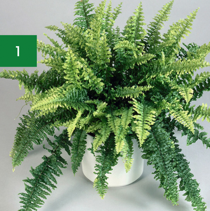 7 Indoor Plants Safe for Pets & Kids 7 Indoor Plants Safe for Pets & Kids