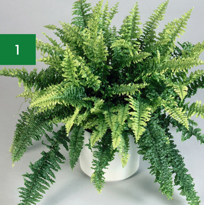 7 Indoor Plants Safe for Pets & Kids