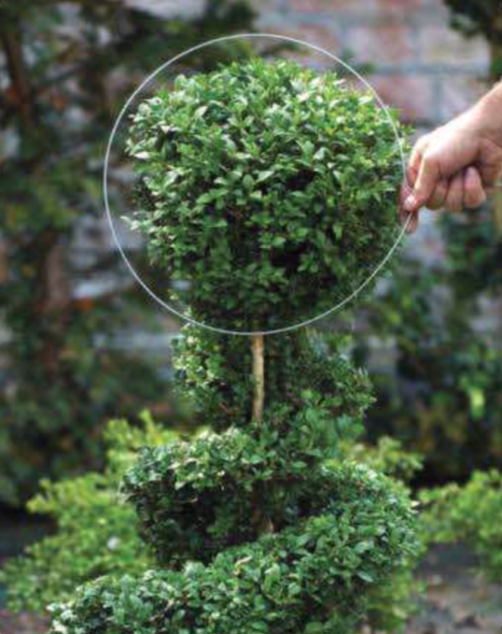 How to Create a Spiral Topiary