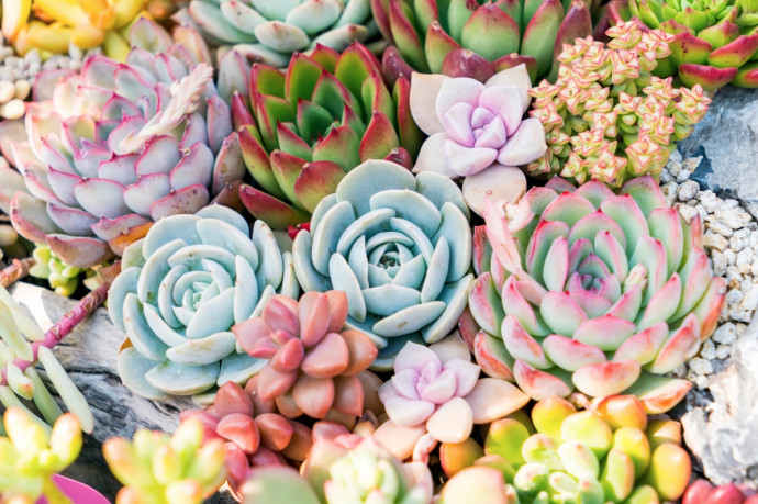 How to Grow Cactus and Succulents