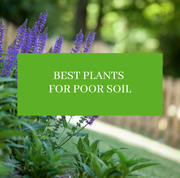 Best Plants for Poor Soil