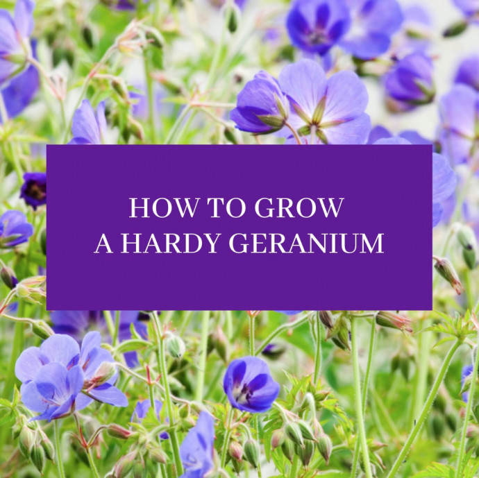 How to Grow a Hardy Geranium