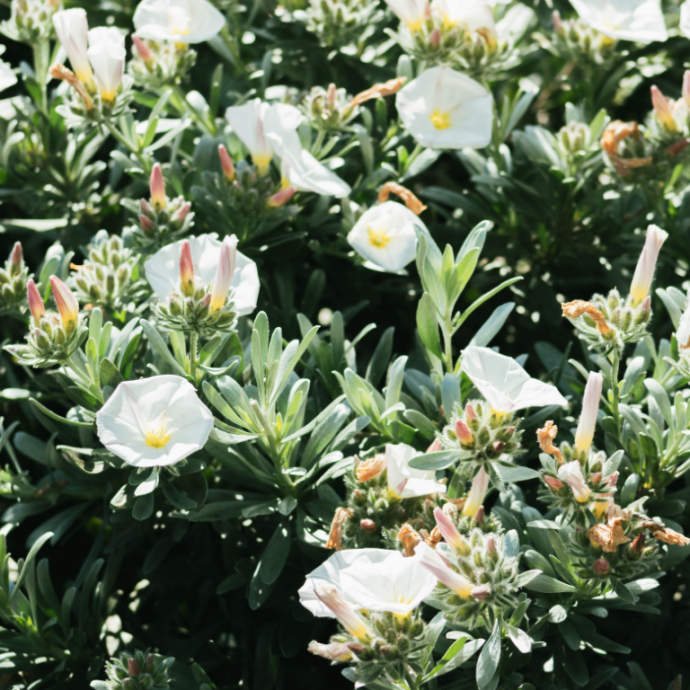 Best Plants for Poor Soil Best Plants for Poor Soil
