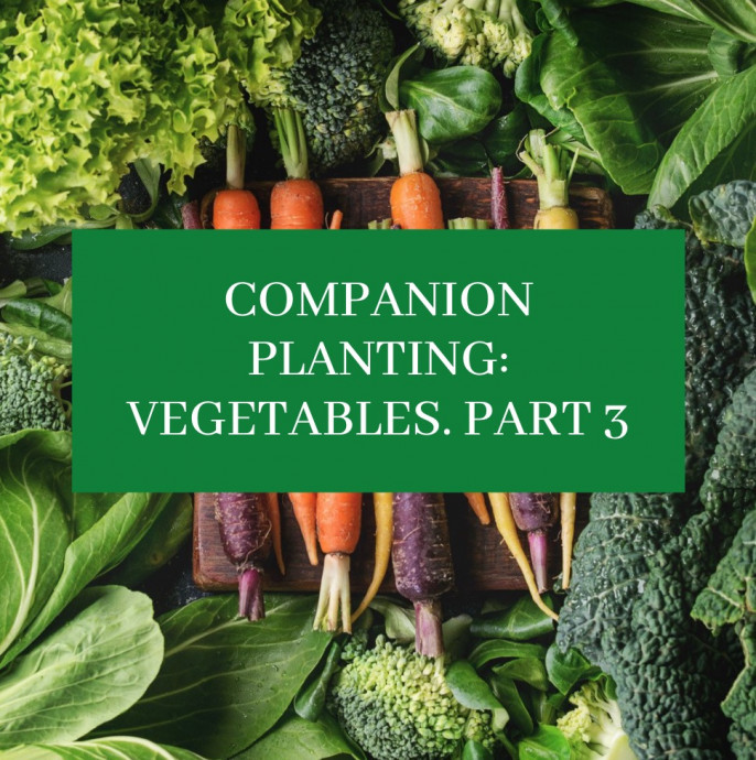 Companion Planting: Vegetables. Part 3