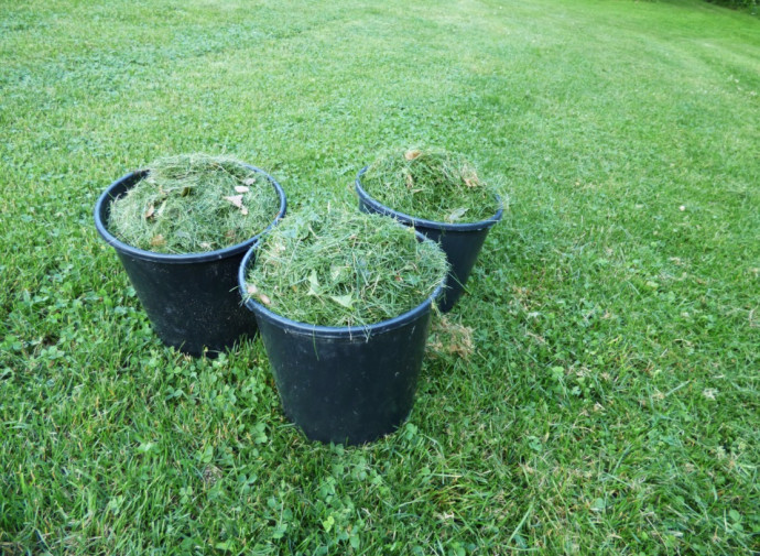 Conquer the Art of Composting: Grass Clippings Conquer the Art of Composting: Grass Clippings