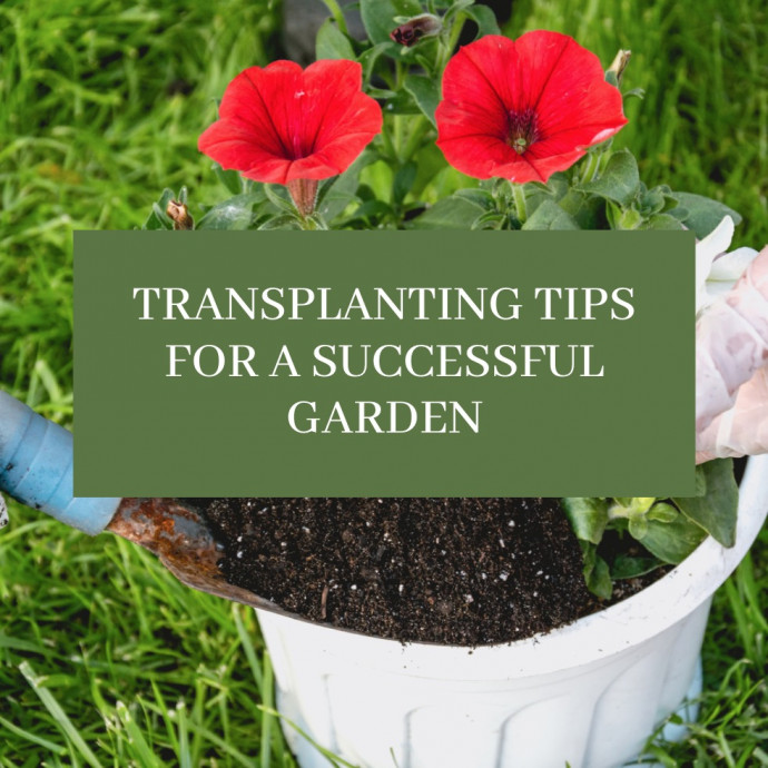 Transplanting Tips