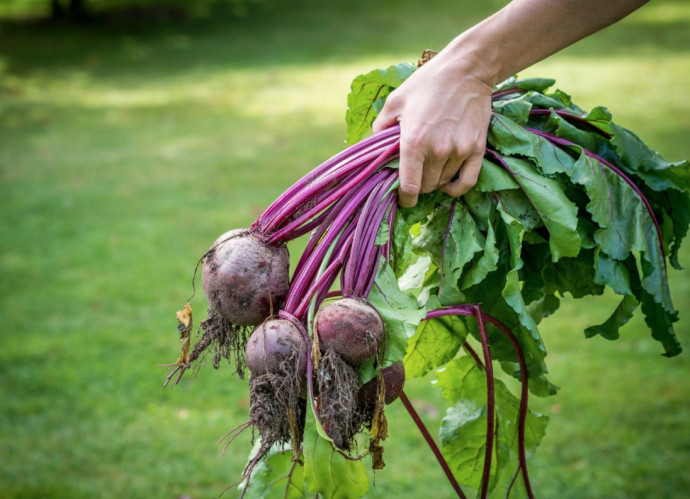 Companion Planting: Vegetables. Part 1