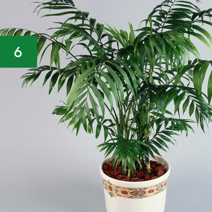 7 Indoor Plants Safe for Pets & Kids 7 Indoor Plants Safe for Pets & Kids