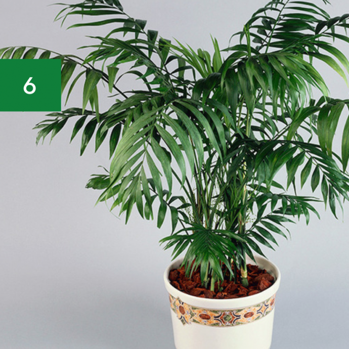 7 Indoor Plants Safe for Pets & Kids