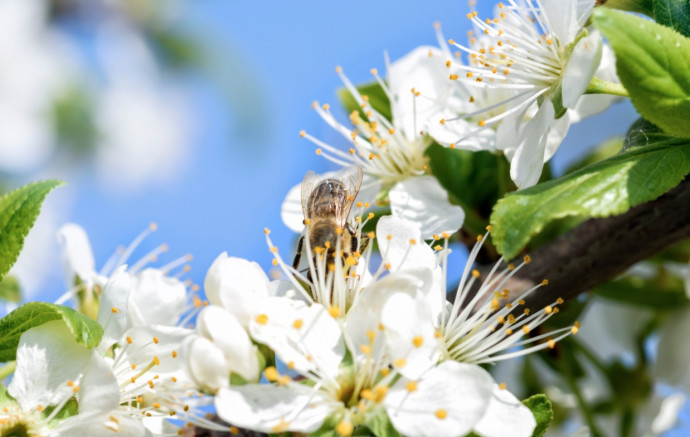 Bee-Friendly Garden Tips