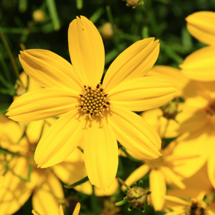 Best Plants for Poor Soil Best Plants for Poor Soil