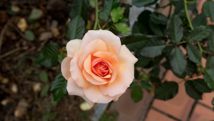 12 Common Gardening Q&A: Rosebushes 12 Common Gardening Q&A: Rosebushes