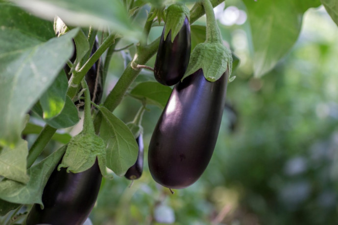 Companion Planting: Vegetables. Part 2 Companion Planting: Vegetables. Part 2