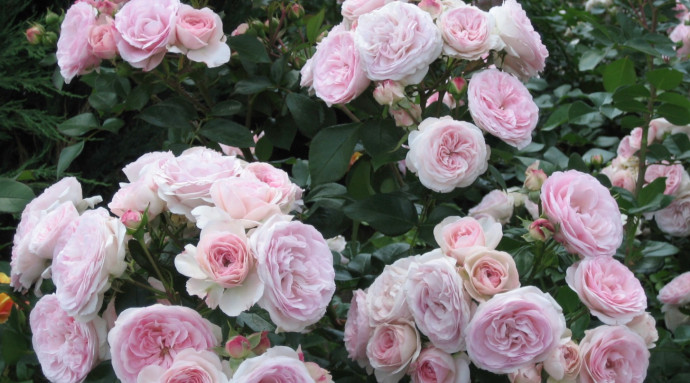 12 Common Gardening Q&A: Rosebushes