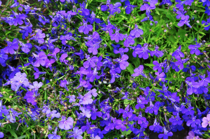 Top 10 Summer Bedding Plants