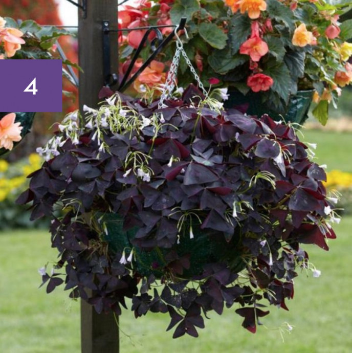 11 Perfect Hanging Basket Plants