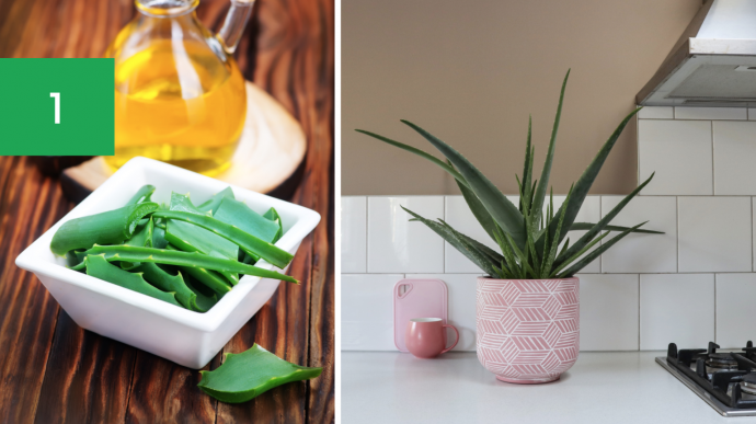 7 Best Houseplants for Your Kitchen 7 Best Houseplants for Your Kitchen