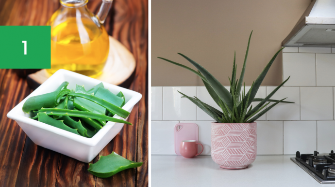 7 Best Houseplants for Your Kitchen