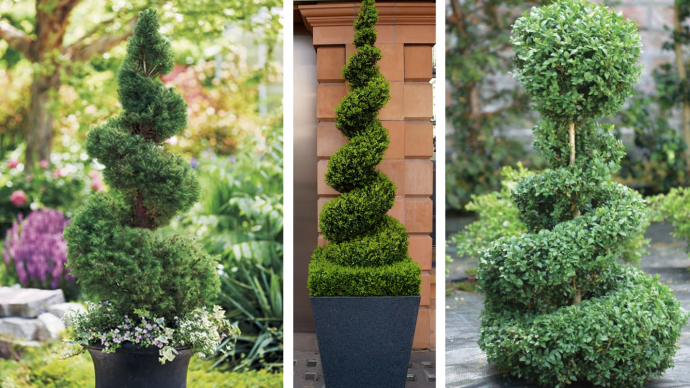 How to Create a Spiral Topiary