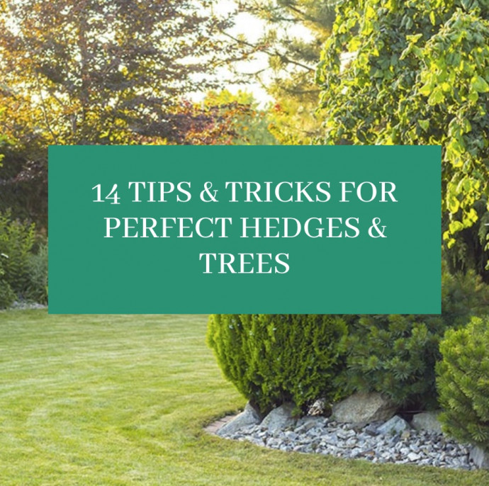 14 Tips & Tricks for Perfect Hedges & Trees