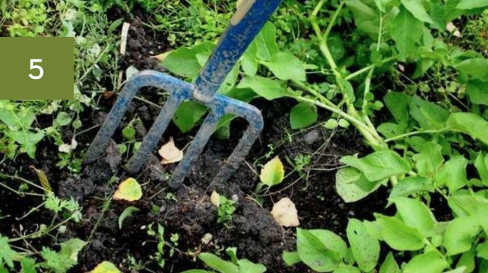 7 Garden Hints for Beginners