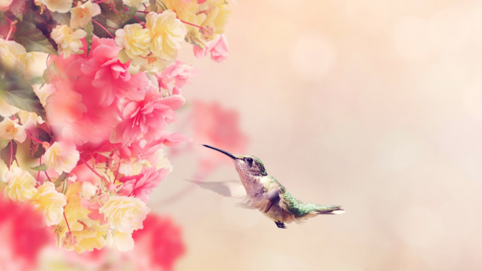 7 Tips to Attract Hummingbirds to Your Garden