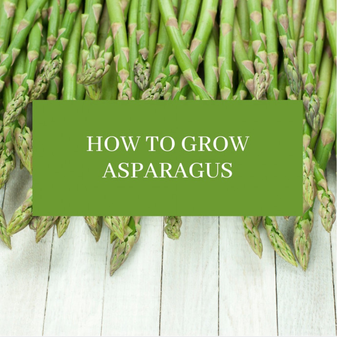 Asparagus: How to Pant, Grow and Harvest
