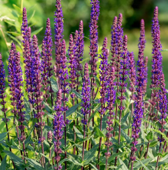 Best Plants for Poor Soil Best Plants for Poor Soil