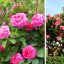 12 Common Gardening Q&A: Rosebushes