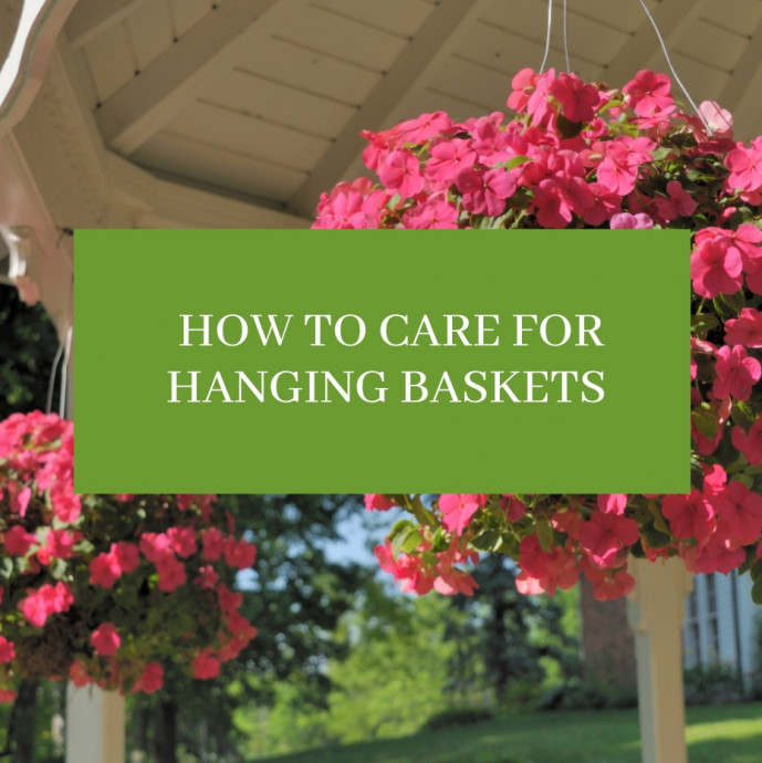 Hanging Basket Care