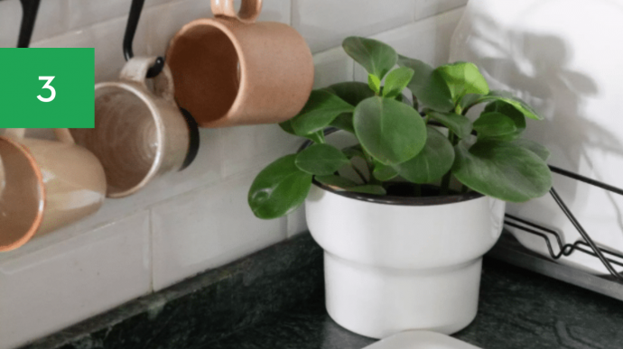7 Best Houseplants for Your Kitchen 7 Best Houseplants for Your Kitchen