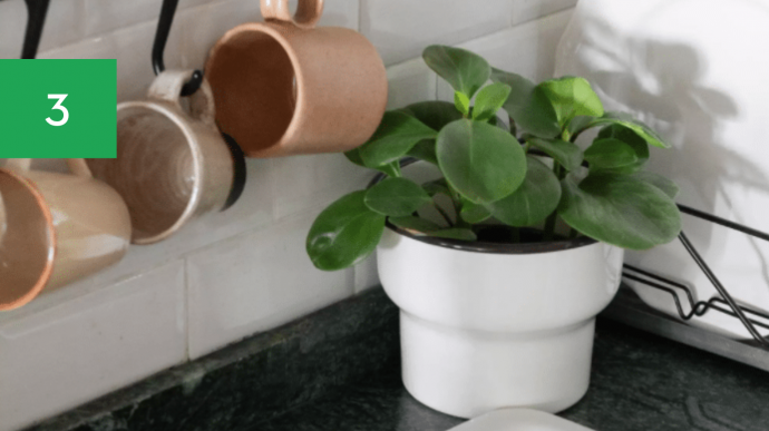 7 Best Houseplants for Your Kitchen