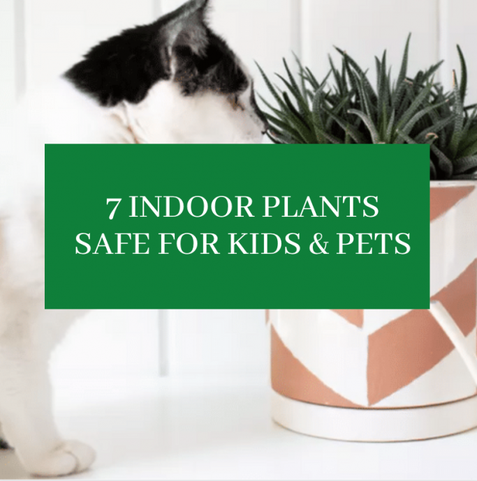7 Indoor Plants Safe for Pets & Kids