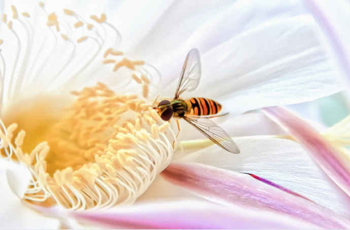 Bee-Friendly Garden Tips Bee-Friendly Garden Tips