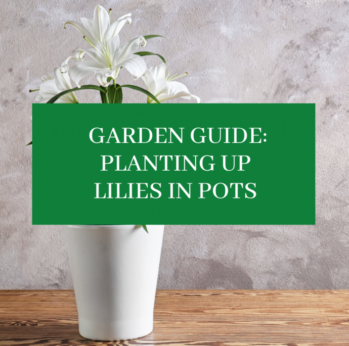 Garden Guide: Planting Up Lilies In Pots