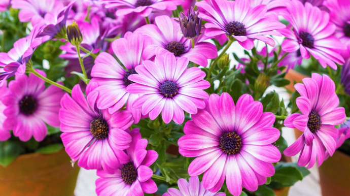 Osteospermum: Planting Guide