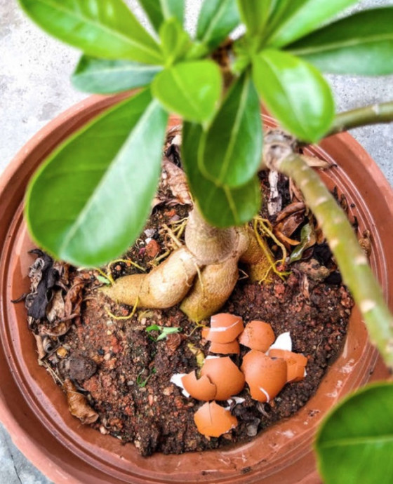 10 Kitchen Leftovers That are Good for Your Plants 10 Kitchen Leftovers That are Good for Your Plants