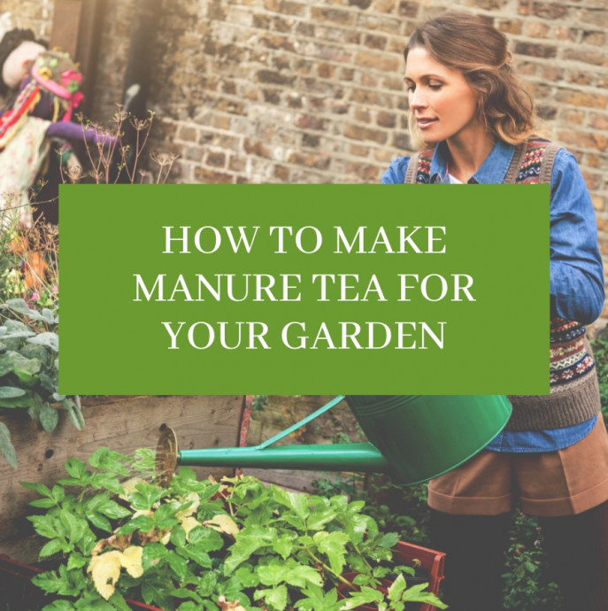 How to Make Manure Tea For Your Garden