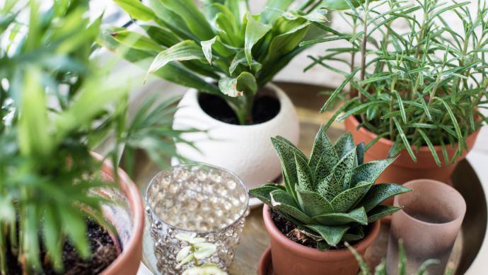 9 Indoor Plants Care Tips 9 Indoor Plants Care Tips